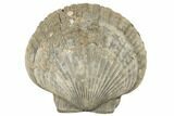 Pliocene Fossil Scallop (Pecten) - Florida #189098-1